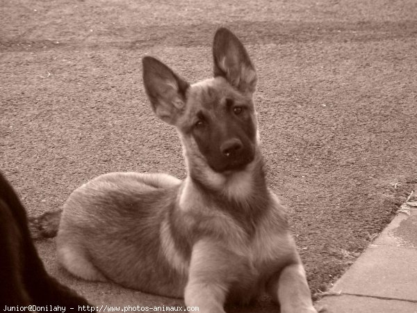 Photo de Berger belge malinois