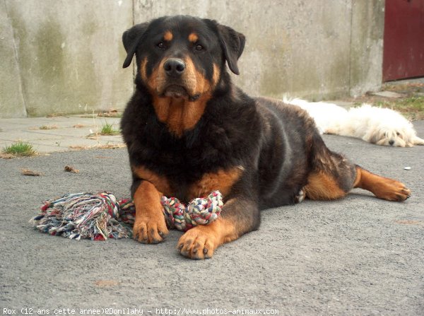 Photo de Rottweiler