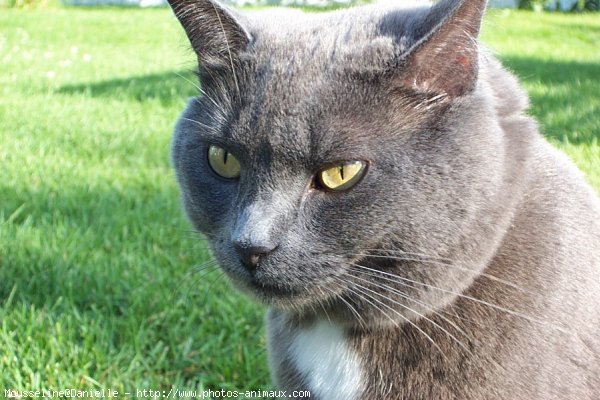 Photo de Chat domestique