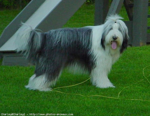 Photo de Bearded collie