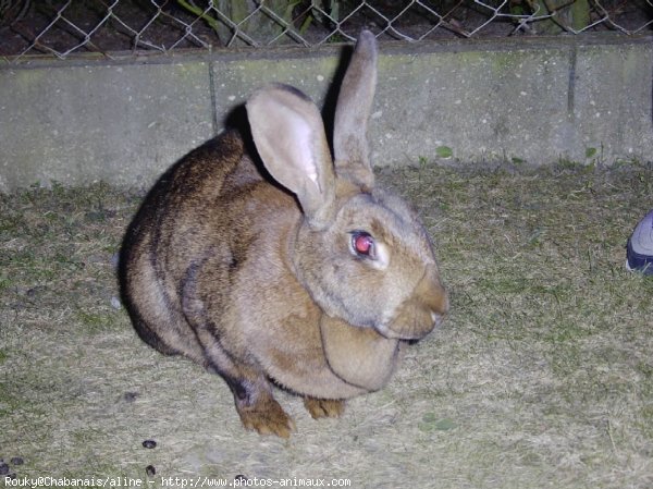 Photo de Lapin