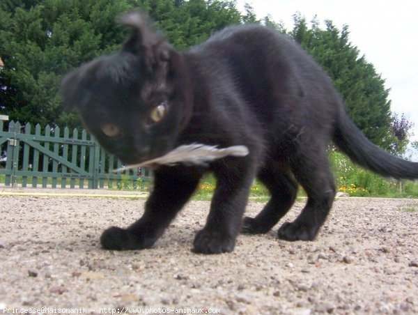 Photo de Chat domestique