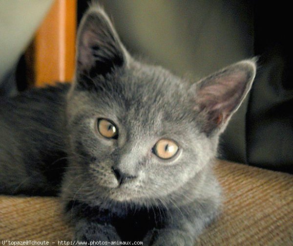 Photo de Chartreux