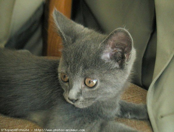 Photo de Chartreux