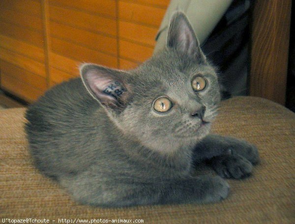 Photo de Chartreux