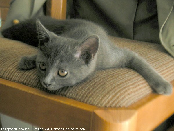 Photo de Chartreux