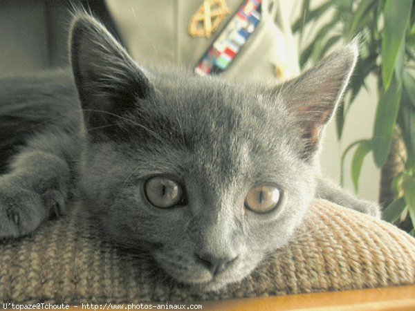 Photo de Chartreux