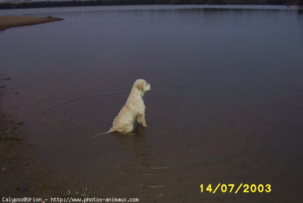 Photo de Golden retriever