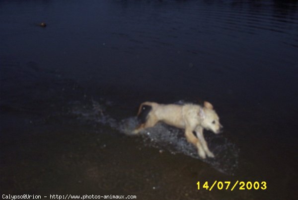 Photo de Golden retriever