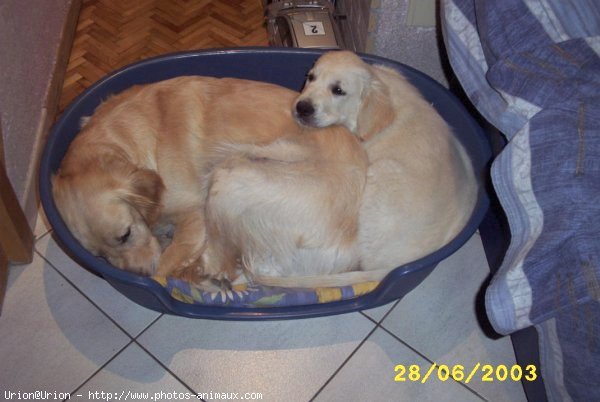 Photo de Golden retriever