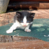 Photo d'American shorthair