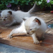 Photo d'American shorthair