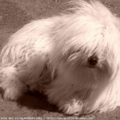 Photo de Coton de tulear