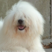 Photo de Coton de tulear