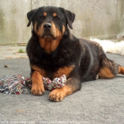 Photo de Rottweiler