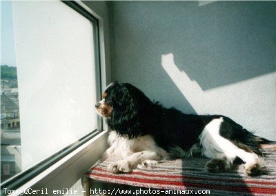 Photo de Cavalier king charles spaniel