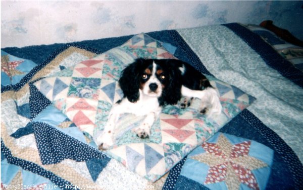 Photo de Cavalier king charles spaniel