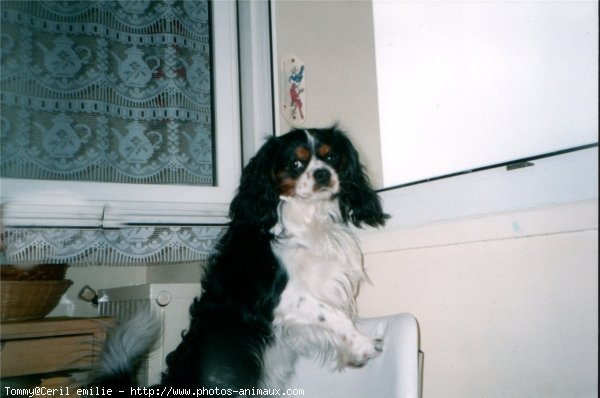 Photo de Cavalier king charles spaniel