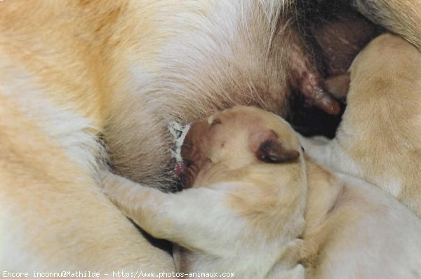 Photo de Labrador retriever