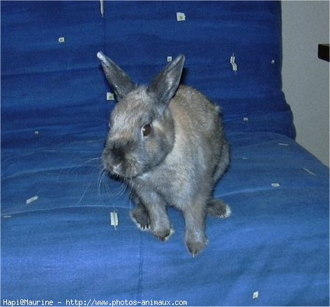 Photo de Lapin