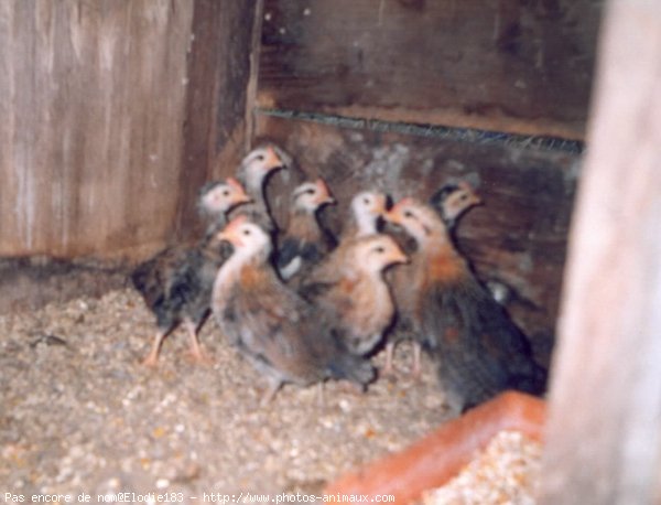 Photo de Poule