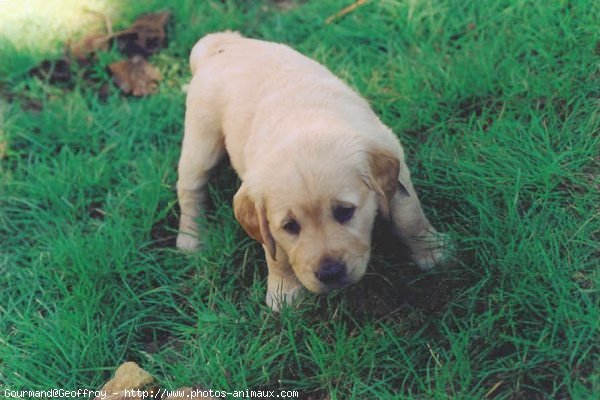 Photo de Labrador retriever