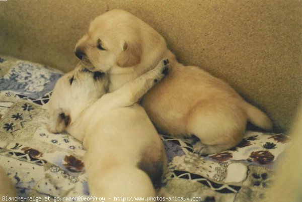 Photo de Labrador retriever