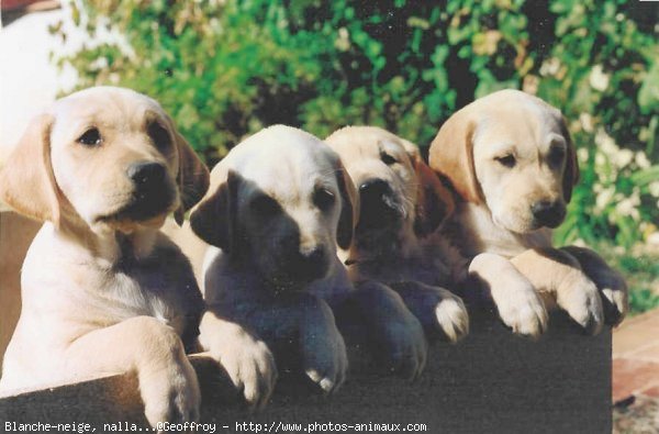 Photo de Labrador retriever