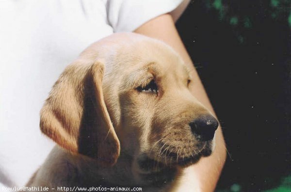 Photo de Labrador retriever