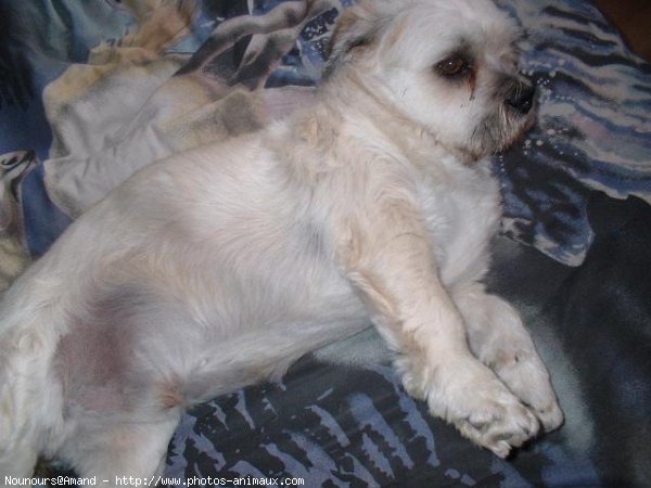 Photo de Lhassa apso