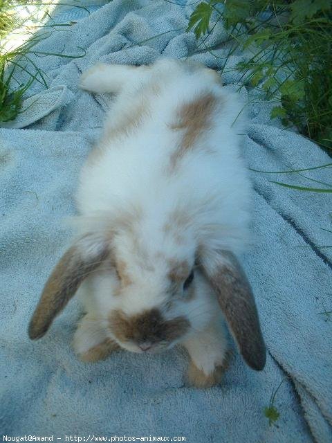 Photo de Lapin