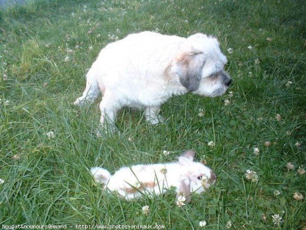 Photo de Races diffrentes