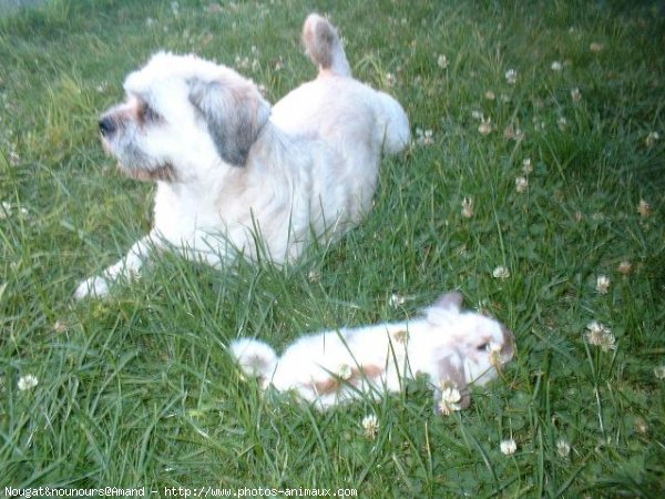 Photo de Races diffrentes