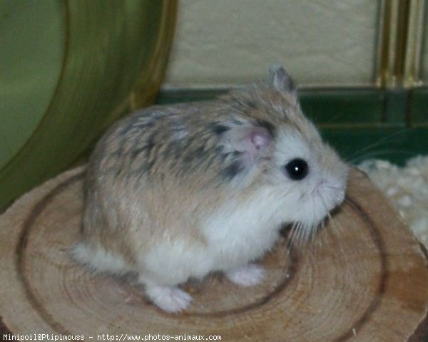 Photo de Hamster