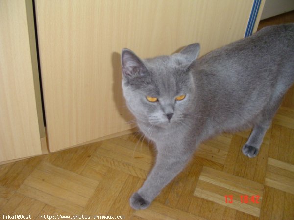 Photo de Chartreux