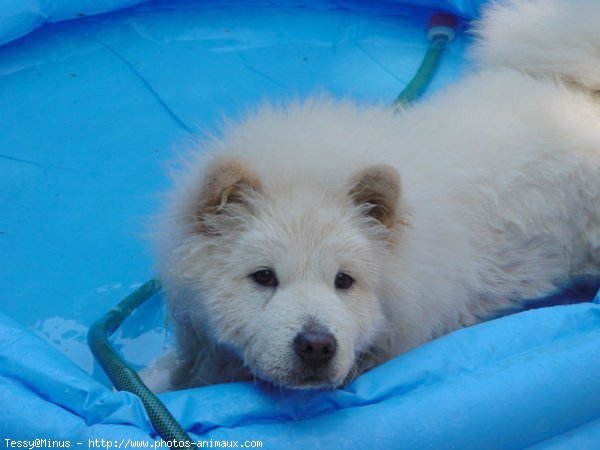 Photo de Chow chow