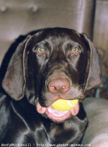 Photo de Braque allemand  poil court