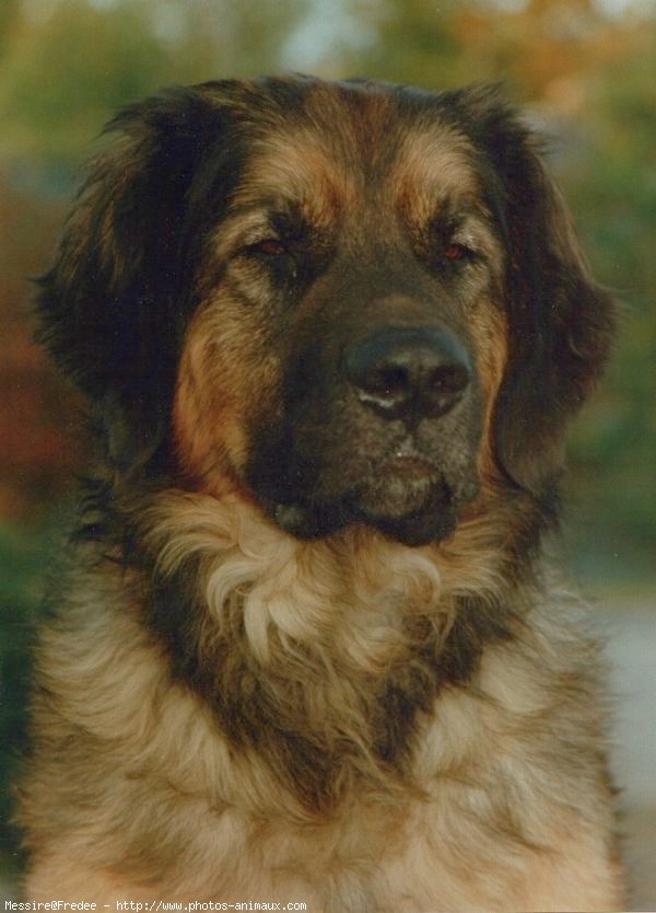 Photo de Leonberg