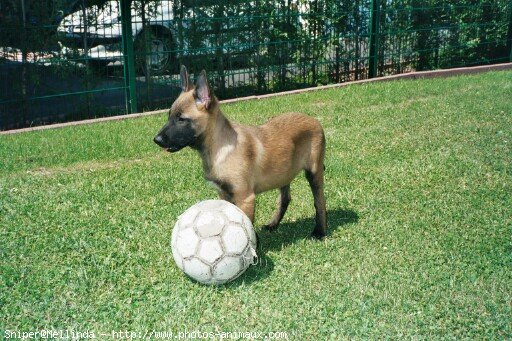 Photo de Berger belge malinois