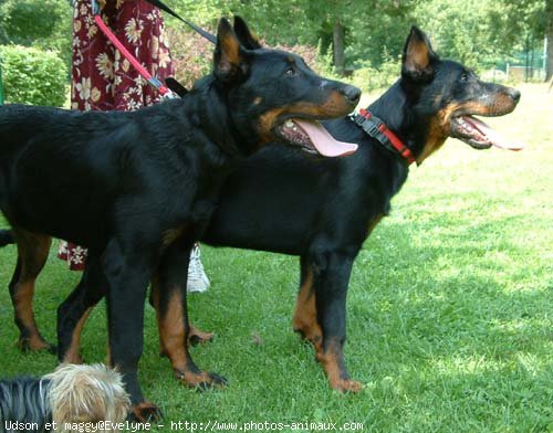 Photo de Berger de beauce