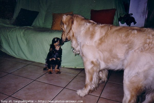 Photo de Golden retriever