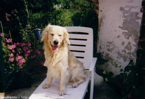 Photo de Golden retriever