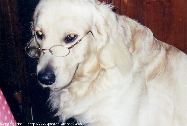 Photo de Golden retriever