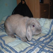 Photo de Lapin