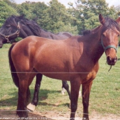 Photo de Races diffrentes