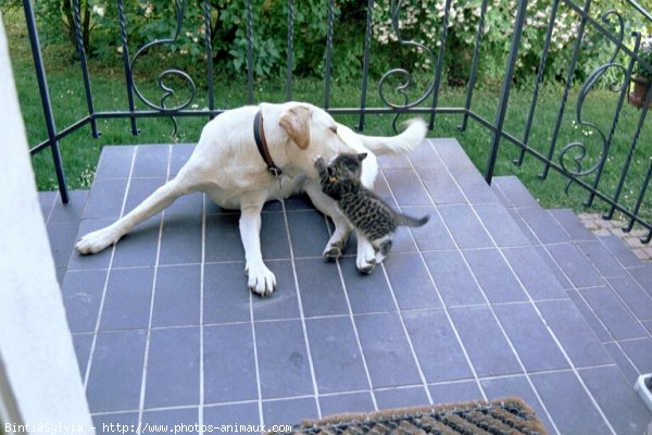 Photo de Labrador retriever