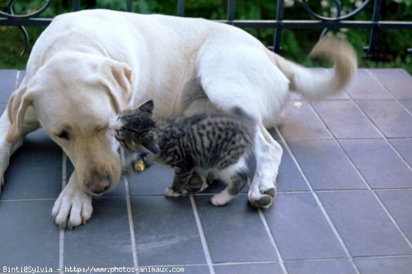 Photo de Labrador retriever