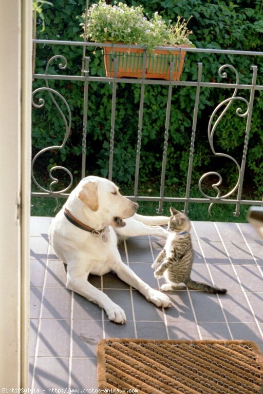 Photo de Labrador retriever