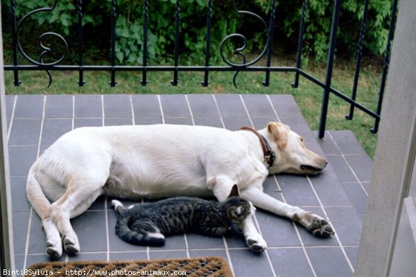 Photo de Labrador retriever