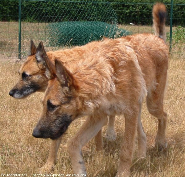 Photo de Berger belge laekenois